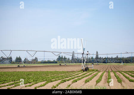 Gesundes neues Kartoffelpflanzen Pause durch den Boden Zeilen im Frühling. Ein irrigator führt über die Kartoffel Zeilen in einer Farm in Neuseeland Stockfoto