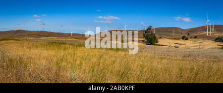 Windmühlen in einem Feld entlang des Columbia River Gorge an der Grenze zwischen Washington und Oregon. Stockfoto