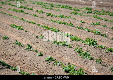 Junge Kartoffel Pflanzen wachsen durch den Boden in einer Farm Feld im Frühling in Neuseeland. Stockfoto