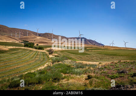 Windmühlen in einem Feld entlang des Columbia River Gorge an der Grenze zwischen Washington und Oregon. Stockfoto