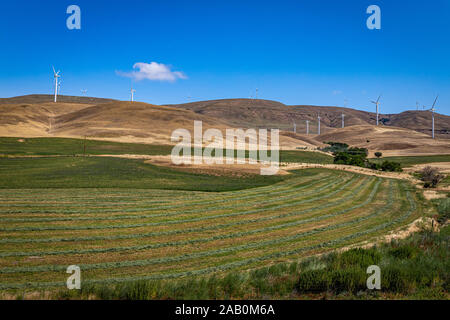 Windmühlen in einem Feld entlang des Columbia River Gorge an der Grenze zwischen Washington und Oregon. Stockfoto