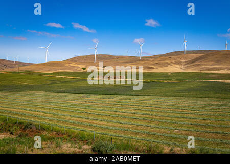 Windmühlen in einem Feld entlang des Columbia River Gorge an der Grenze zwischen Washington und Oregon. Stockfoto