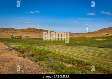 Windmühlen in einem Feld entlang des Columbia River Gorge an der Grenze zwischen Washington und Oregon. Stockfoto