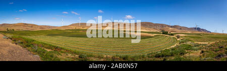 Windmühlen in einem Feld entlang des Columbia River Gorge an der Grenze zwischen Washington und Oregon. Stockfoto