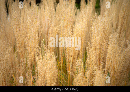 Dekorative Pampagras Ährchen hautnah. Federn des dicken ornamental Gras Hintergrund. Stockfoto