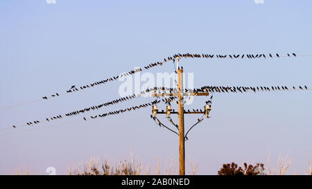 Herde der schwarzen Vögel sitzen auf Stromleitungen; blauer Himmel Hintergrund; Merced County, Kalifornien Stockfoto