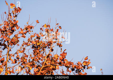 London Ebene (Platanus x acerifolia) Zweige mit Herbst bunte Blätter fallen durch Sonnenlicht beleuchtet; Konzept; San Francisco Bay Area, Californ Stockfoto