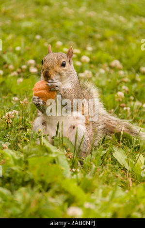 Eichhörnchen essen Brot im Park Stockfoto