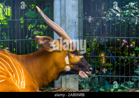 Das Gesicht eines östlichen Berg Bongo in Nahaufnahme, kritisch bedrohte Tierart aus Afrika Stockfoto