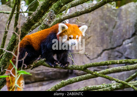 Closeup Portrait von einem Roten Panda, stehend auf einem Ast, bezaubernde kleine Panda, gefährdete Tierart aus Asien Stockfoto