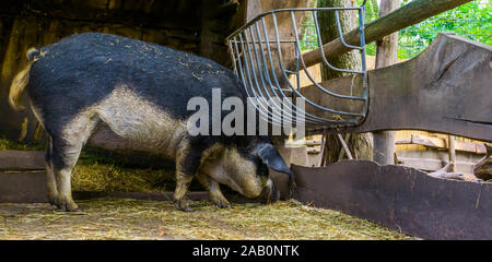Bauchige mangalitsa Schwein essen Heu in der Scheune, häuslich Kreuz Rasse aus Ungarn schlucken Stockfoto