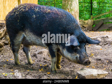 Bauchige mangalitsa Schwein in Nahaufnahme schlucken, häuslich hybrid Rasse aus Ungarn Stockfoto