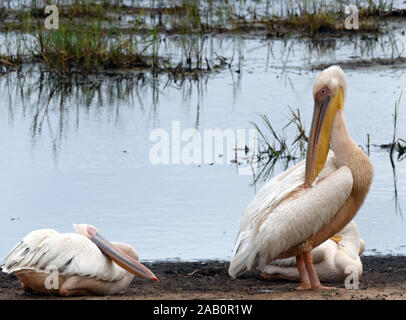 Große weiße Pelikane (Pelecanus onocrotalus) Ruhe und Putzen von Open Water am Rande der Silale Sümpfe. Tarangire Nationalpark, Tansania. Stockfoto