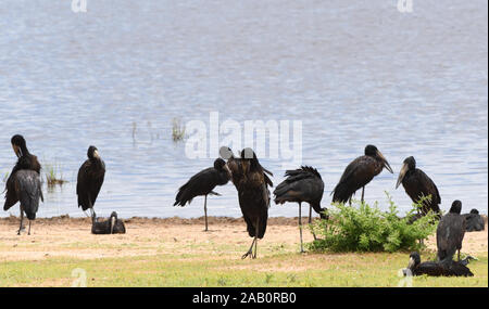 Afrikanische openbill Störche (Anastomus lamelligerus) durch einen See am Rande des Silale Sümpfe. Tarangire Nationalpark, Tansania. Stockfoto