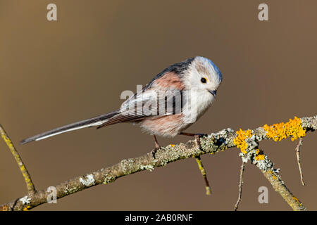 Schwanzmeise, Aegithalos caudatus, Stockfoto