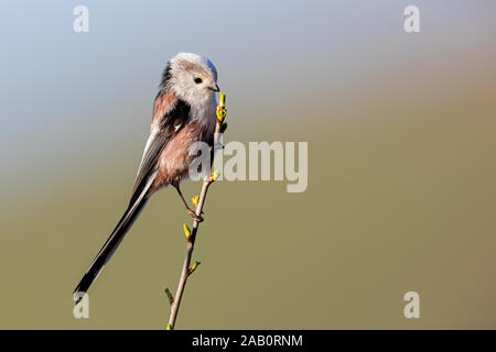 Schwanzmeise, Aegithalos caudatus, Stockfoto