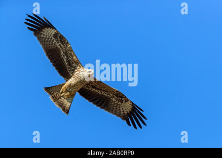 Schwarzmilan, MILVUS MIGRANS, Stockfoto