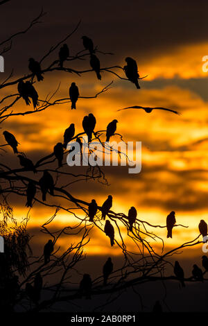 Schwarzmilan, MILVUS MIGRANS, Stockfoto