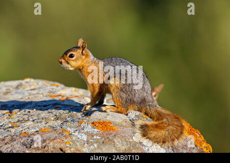 Kaukasisches Eichhörnchen, kaukasische Eichhörnchen, Persische, Squirrel, Sciurus anomalus Stockfoto