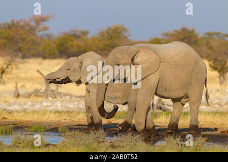 Betriebsprüfungen in Elefant, Loxodonta africana, afrikanischen Busch Elefanten, der Afrikanischen Savanne Elefant, Éléphant de Savane d'Afrique, Afrika elefanto Stockfoto