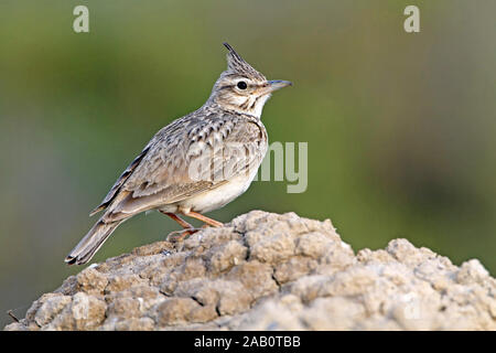 Haubenlerche Crested Lark Galerida cristata Cochevis huppé Cagujada Común Stockfoto