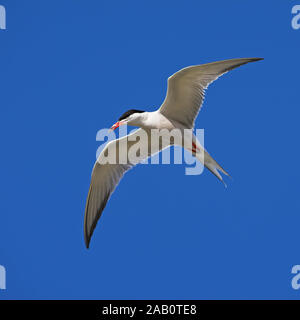 Flußseeschwalbe Fluss-Seeschwalbe Flussseeschwalbe Common Tern Sterna hirundo Sterne pierregarin Charrán Común Stockfoto