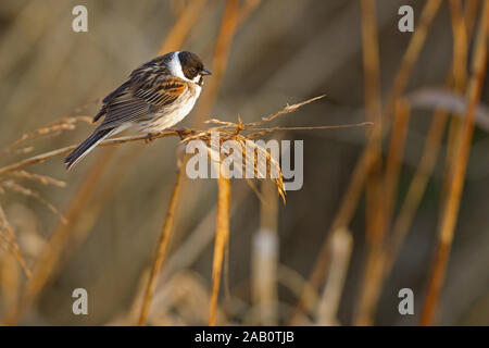 Bruant des Roseaux, Escribano Palustre, Emberiza Schoeniclus, Rohrammer, Reed Bunting Stockfoto