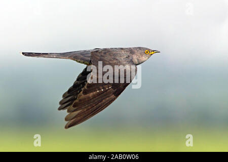 Kuckuck, Cuculus canorus Stockfoto