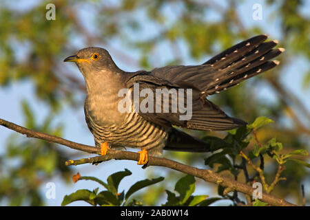 Kuckuck, Cuculus canorus Stockfoto