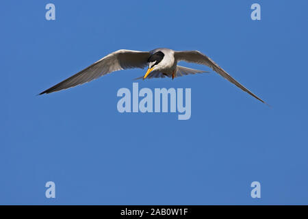 Zwergseeschwalbe, Sterna albifrons, Flugaufnahme, Stockfoto