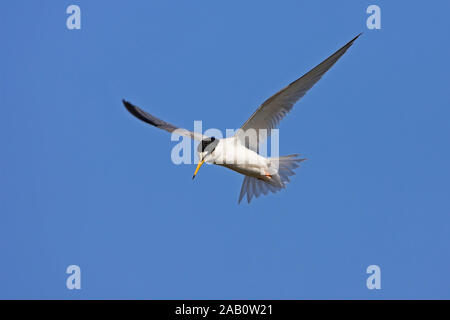 Zwergseeschwalbe, Sterna albifrons, Flugaufnahme, Stockfoto