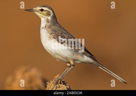 Citrin Bachstelze Motacilla citreola Zitronenstelze Bergeronnette citrine Lavandera Cetrina Stockfoto