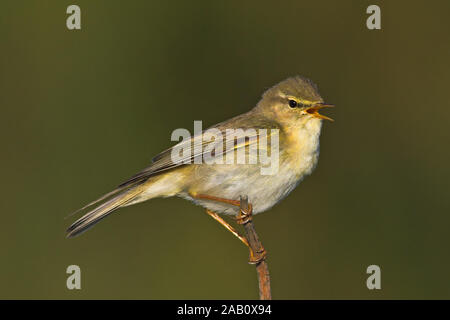 Fitis Fitis Phylloscopus trochilus Pouillot fitis Mosquitero Musikalische Stockfoto