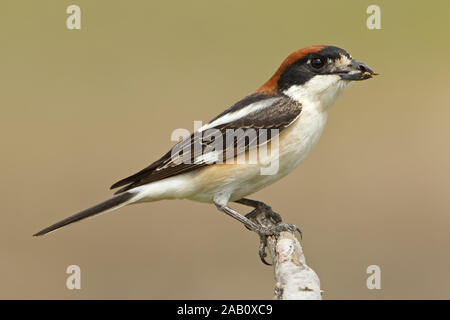 Rotkopfwürger Lanius senator Shrike Pie-grièche à tête rousse Alcaudón Común Stockfoto