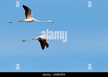 Mehr Rosaflamingo Phoenicopterus ruber Flamingo Phoenicopterus roseus Flamant Rose Flamenco Común Stockfoto
