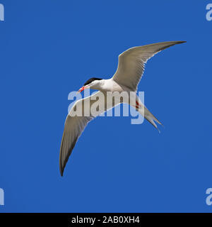 Flußseeschwalbe Fluss-Seeschwalbe Flussseeschwalbe Common Tern Sterna hirundo Sterne pierregarin Charrán Común Stockfoto