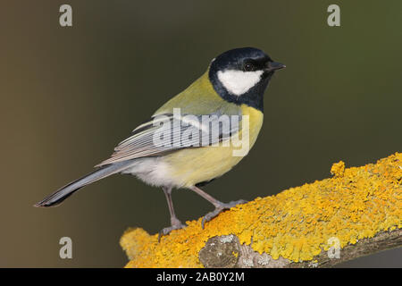 Kohlmeise, Parus major Stockfoto