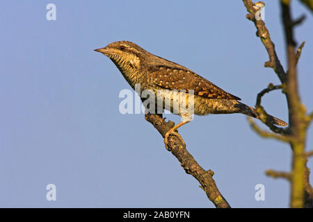 Wendehals nördlichen Wendehals Wendehals eurasischen Wendehals Jynx torquilla Torcol fourmilier Torcecuello Stockfoto