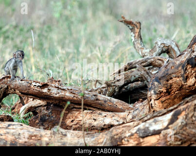 Ein Baby grüne Meerkatzen (Chlorocebus pygerythrus) schaut verloren und auf einen umgestürzten Baum verwirrt, obwohl ihre Mutter ist nicht zu weit entfernt. Der Tarangire Natio Stockfoto