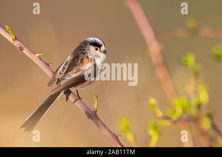 Schwanzmeise, Aegithalos caudatus, Stockfoto