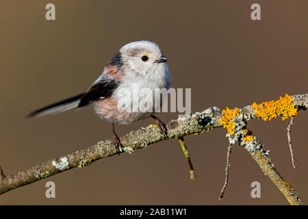 Schwanzmeise, Aegithalos caudatus, Stockfoto