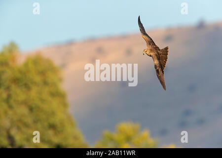 Schwarzmilan, MILVUS MIGRANS, Stockfoto