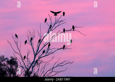 Schwarzmilan, MILVUS MIGRANS, Stockfoto