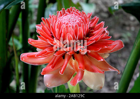 Rote Fackel Ingwer (Etlingera elatiorbegonie Erdbeere) Knospe Blume, auch bekannt als Philippinische wachs Blume, combrang, Porzellan Rose, Indonesische groß Ingwer in eine jung gefunden Stockfoto