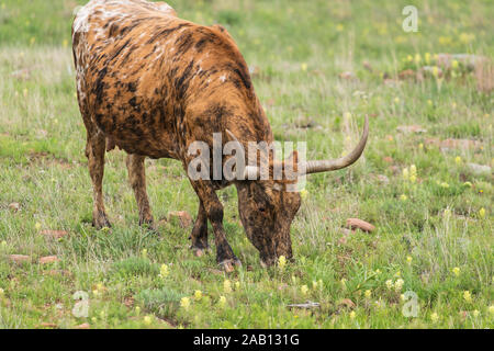 Texas Longhorn hinter einem Zaun in das Gebirge, in der Nähe von Marble Falls Stockfoto