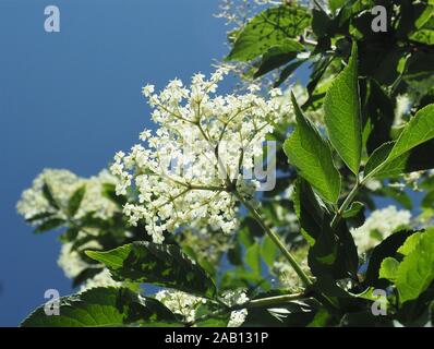 Suchen nach in eine blühende weißer Holunder, Sambucus nigra, gegen ein wolkenloser blauer Himmel Stockfoto