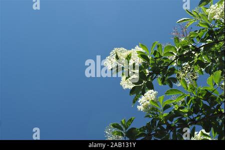 Suchen nach in eine blühende weißer Holunder, Sambucus nigra, gegen ein wolkenloser blauer Himmel Stockfoto