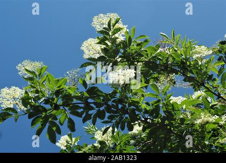 Suchen nach in eine blühende weißer Holunder, Sambucus nigra, gegen ein wolkenloser blauer Himmel Stockfoto