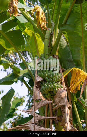 Cai, Mekong Deltal, Vietnam - März 13, 2019: Bananenstaude mit Clustern von grüne Frucht im Garten von Herrn Kiet seinem historischen Haus. Stockfoto
