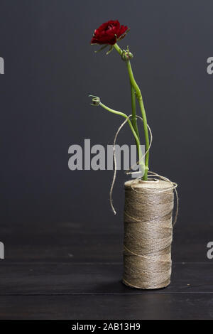 Einzelne rote ranunkeln in einer Vase aus einer Spule von groben Threads auf einem dunklen Hintergrund, selektiver Fokus Stockfoto